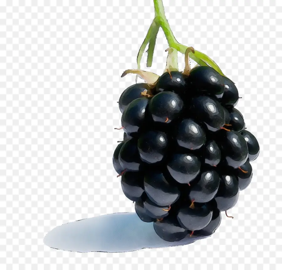 Uva，Berry PNG