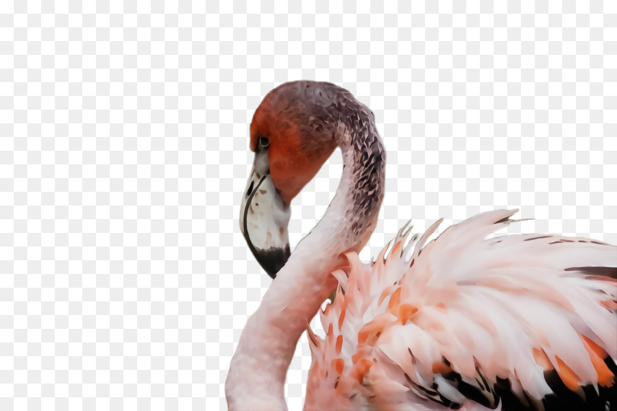 Aves，Flamingo PNG