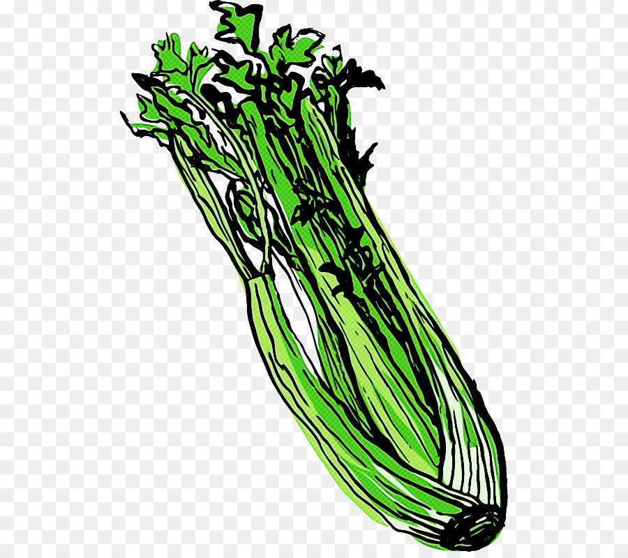 Vegetal，Planta PNG