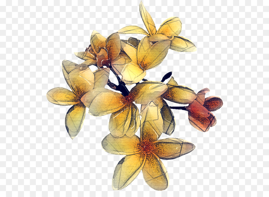 Flor，Planta PNG