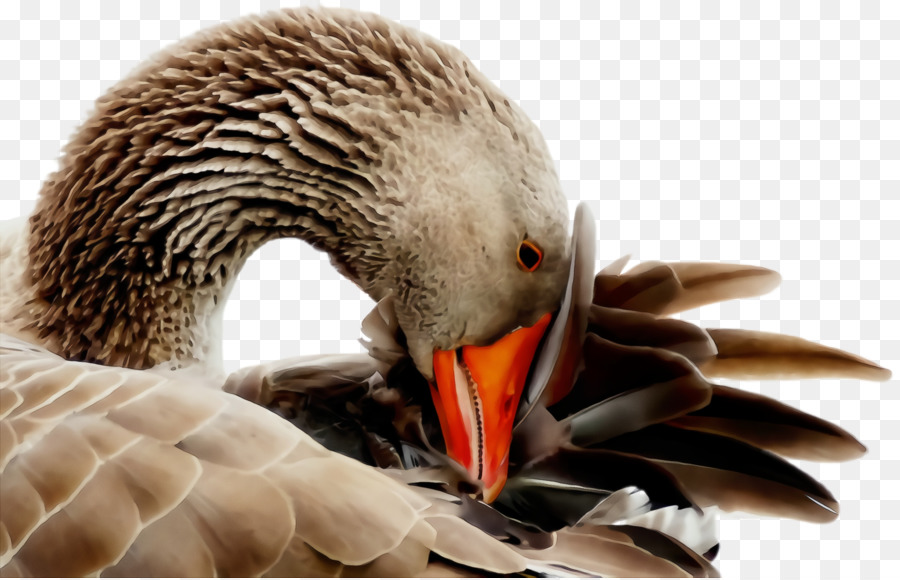 Aves，Pico PNG