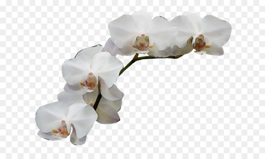 Orquídeas Blancas，Orquídea PNG