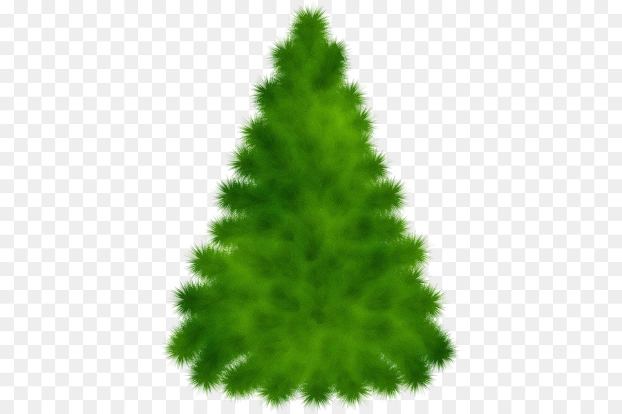 Árbol，Pino Blanco PNG