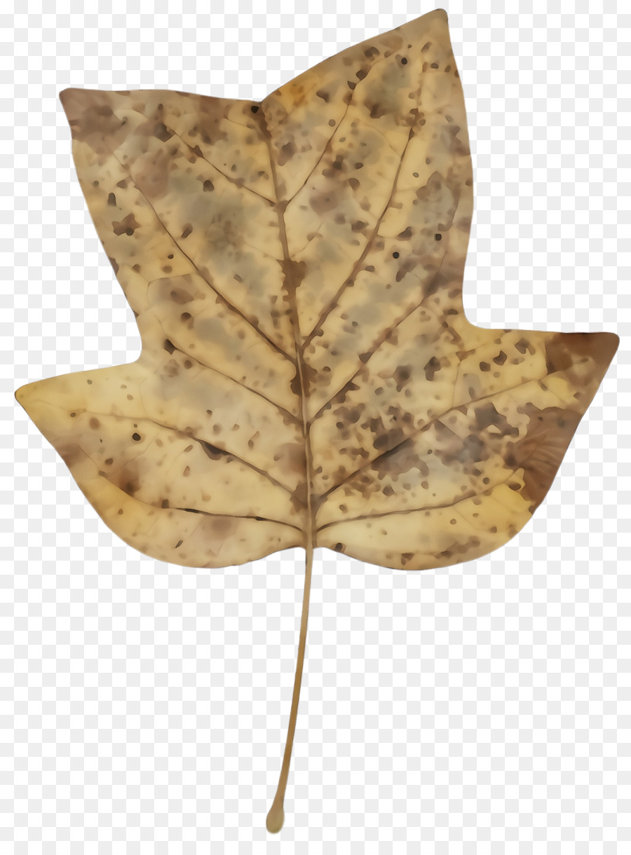 Hoja，árbol PNG