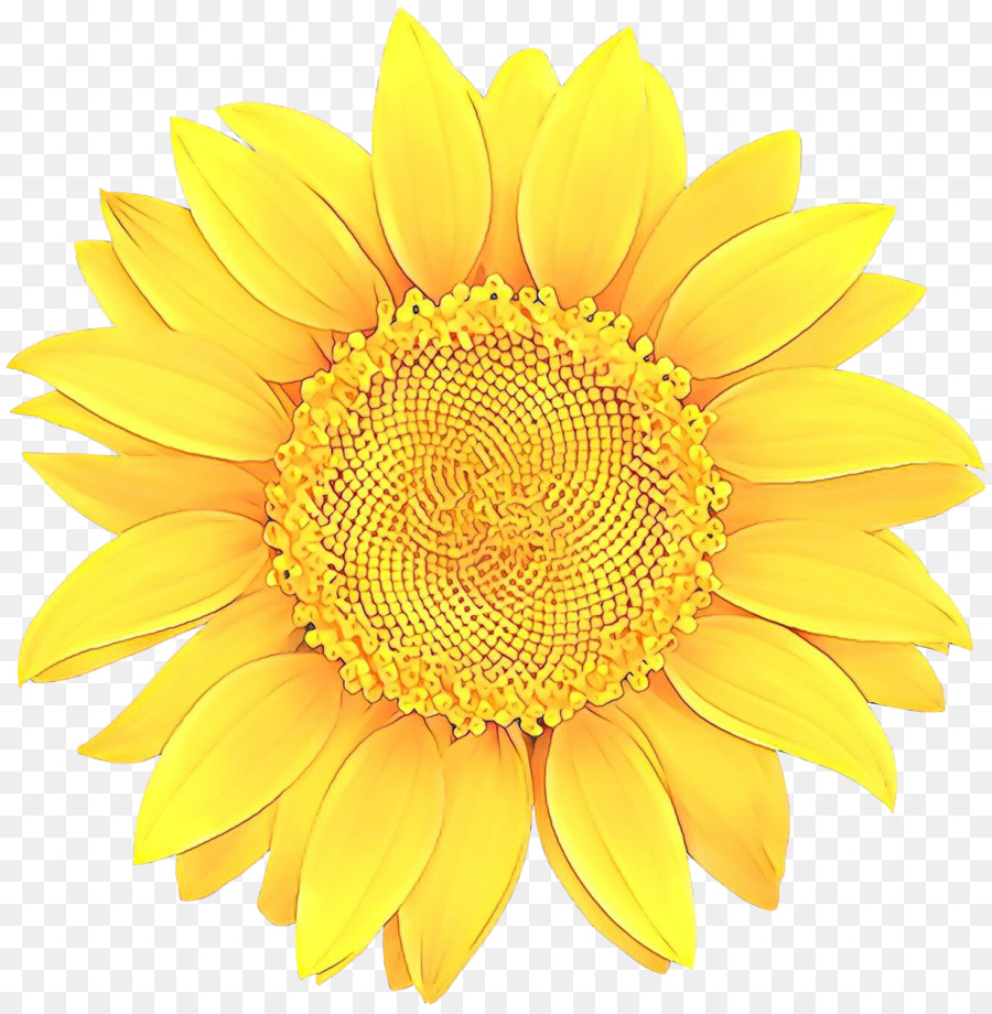 Girasol Amarillo，Planta PNG