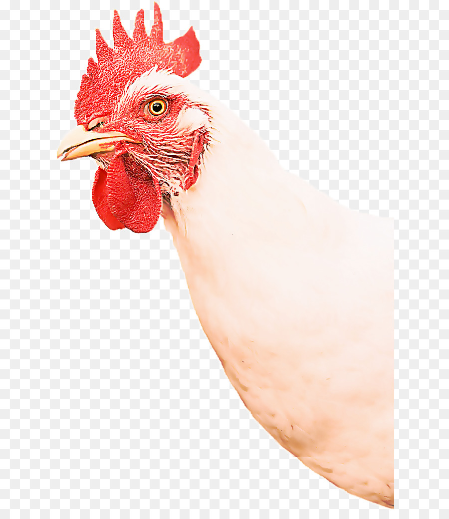 Pollo，Gallo PNG