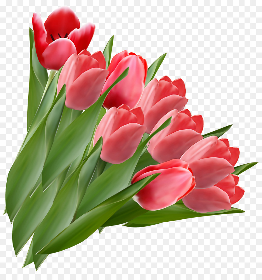 Tulipán，Planta PNG