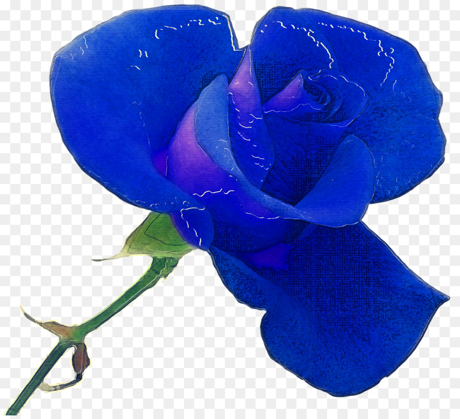 Rosa Azul，Azul Cobalto PNG