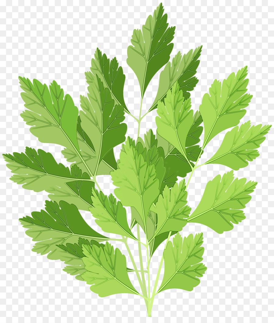 Hoja，Planta PNG