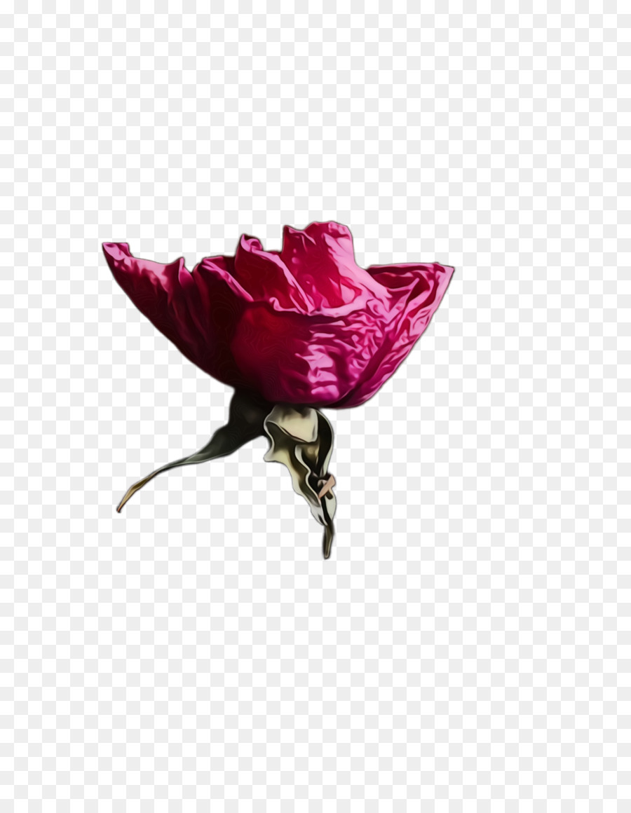 Rosa，Flor PNG