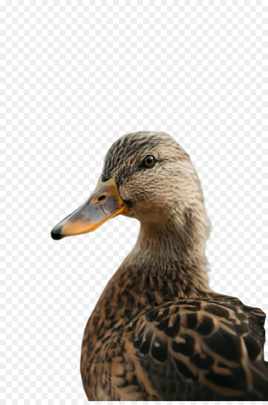 Aves，Pato PNG