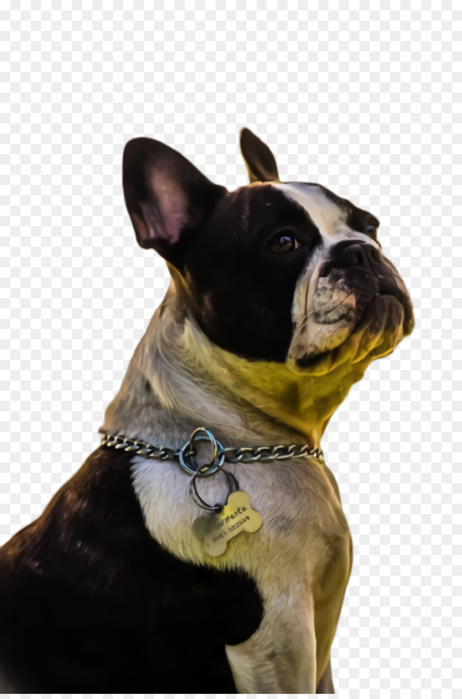 Raza Canina，Perro PNG