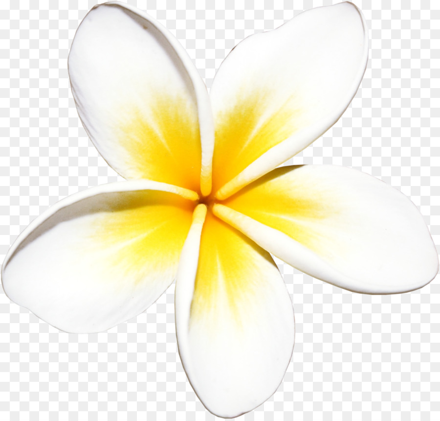 Flores De Plumeria，Florecer PNG