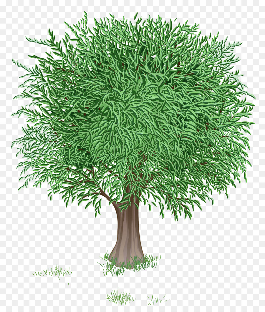 Árbol，Planta PNG