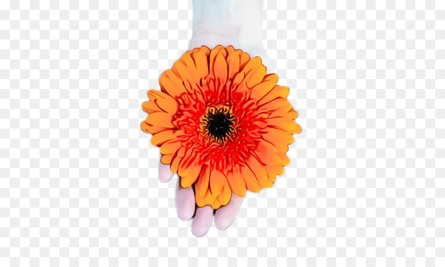 Gerbera，Barberton Daisy PNG