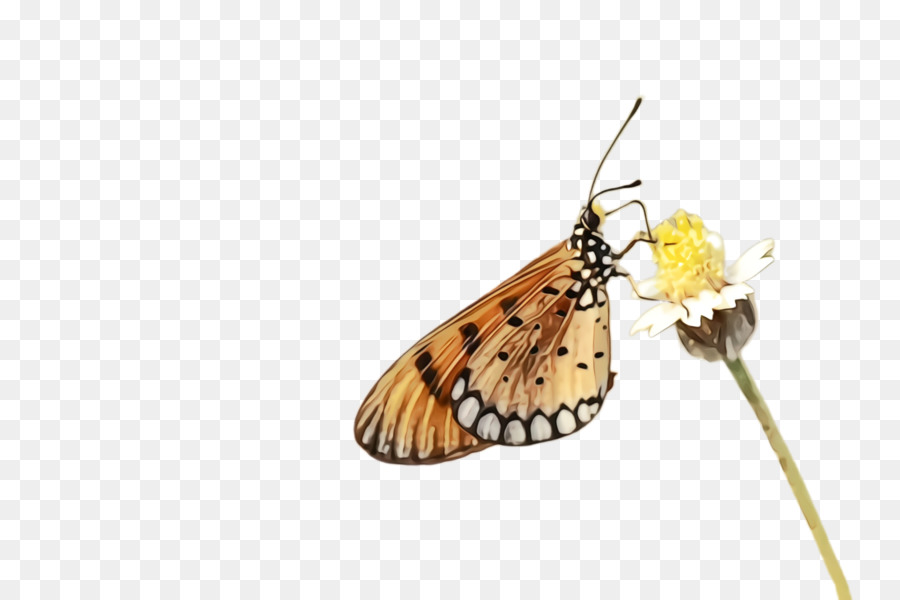 Mariposa En Flor，Naturaleza PNG