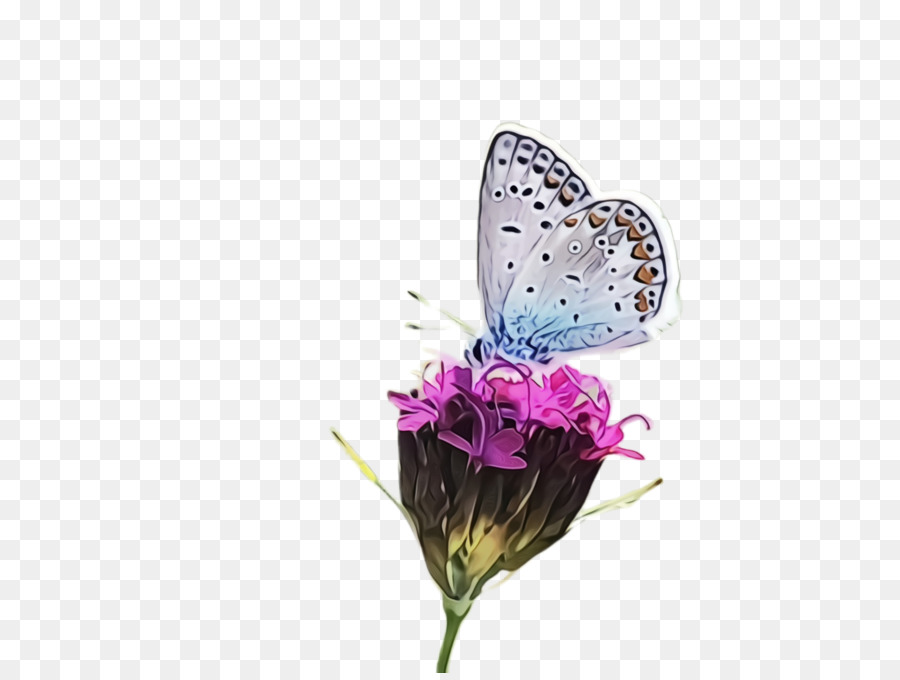 Las Polillas Y Las Mariposas，Mariposa PNG