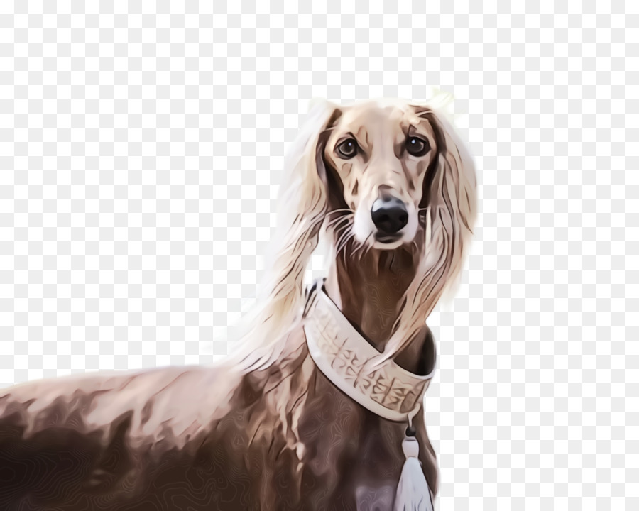 Perro，Raza De Perro PNG