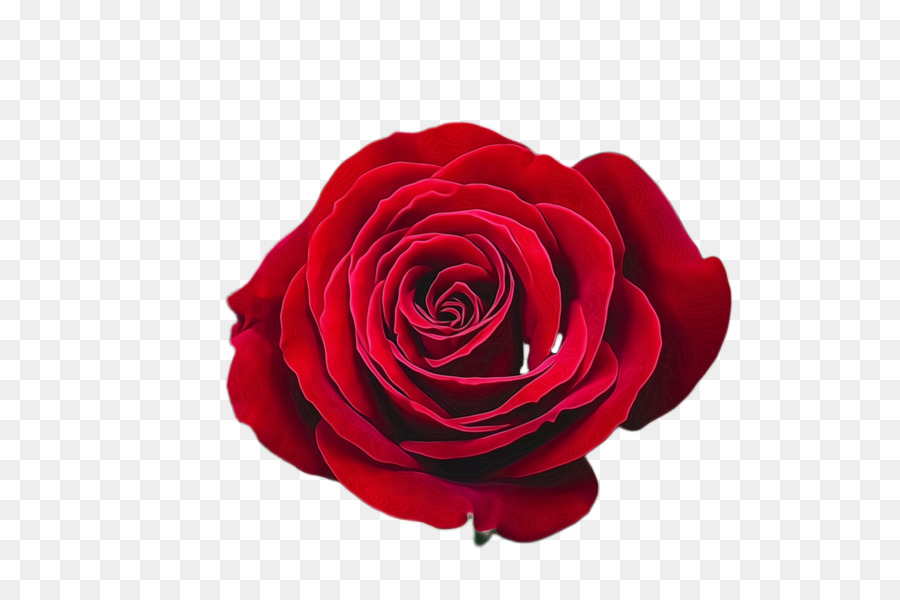 Flor，Rosa PNG