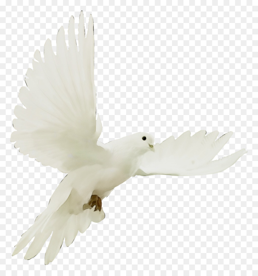 Blanco，Aves PNG