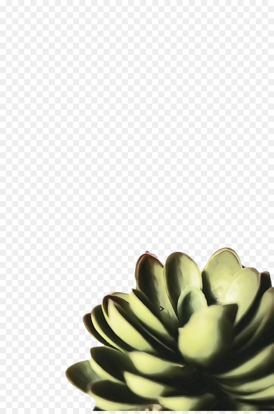 Echeveria，Planta PNG