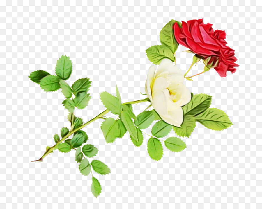 Rosas Rojas Y Blancas，Ramo PNG