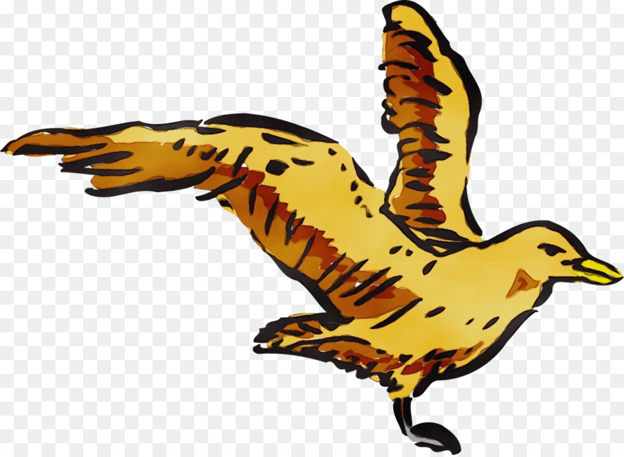 Aves，Pico PNG