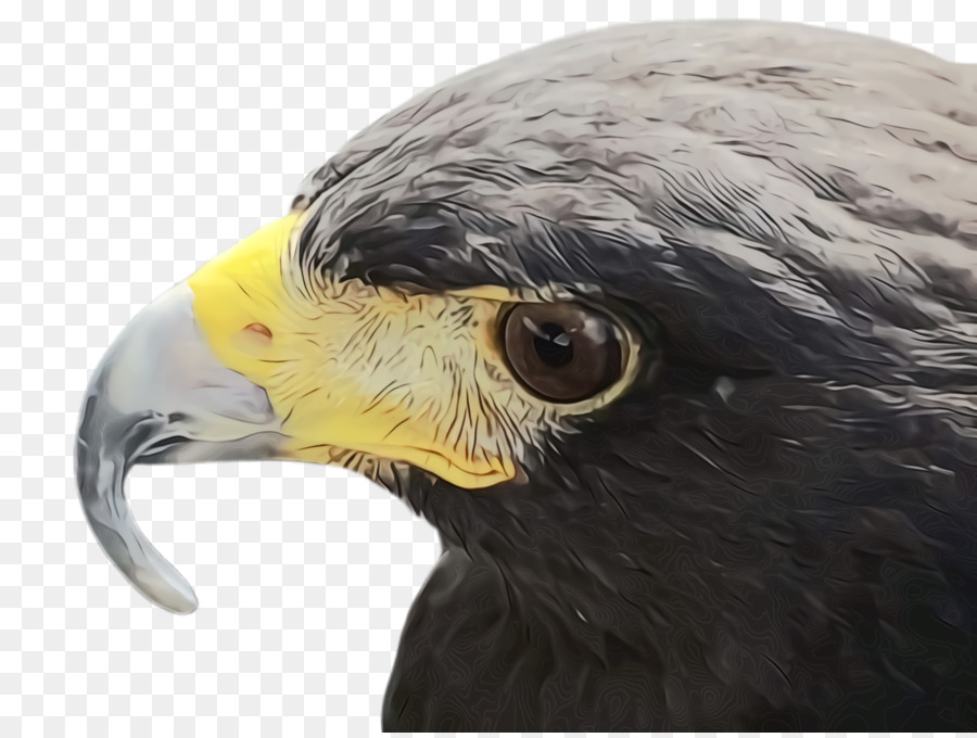 Aves，Pico PNG