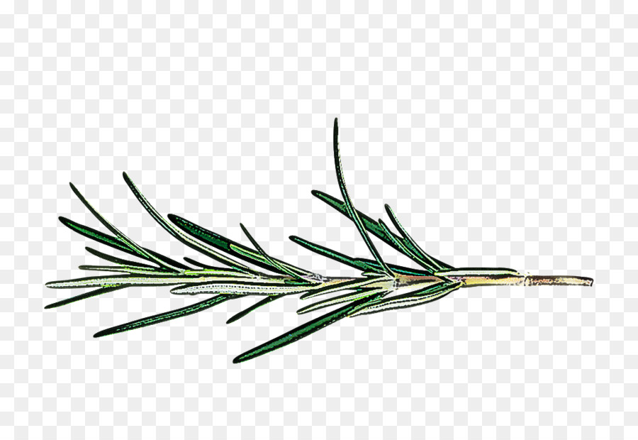 Pino Blanco，Jack Pine PNG