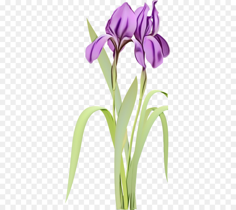 Iris Morado，Planta PNG