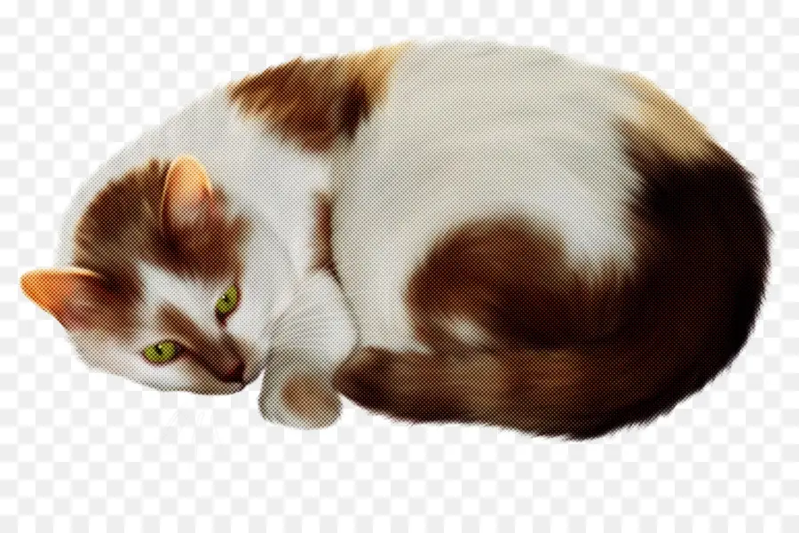 Gato，De Pequeñas A Medianas Gatos PNG