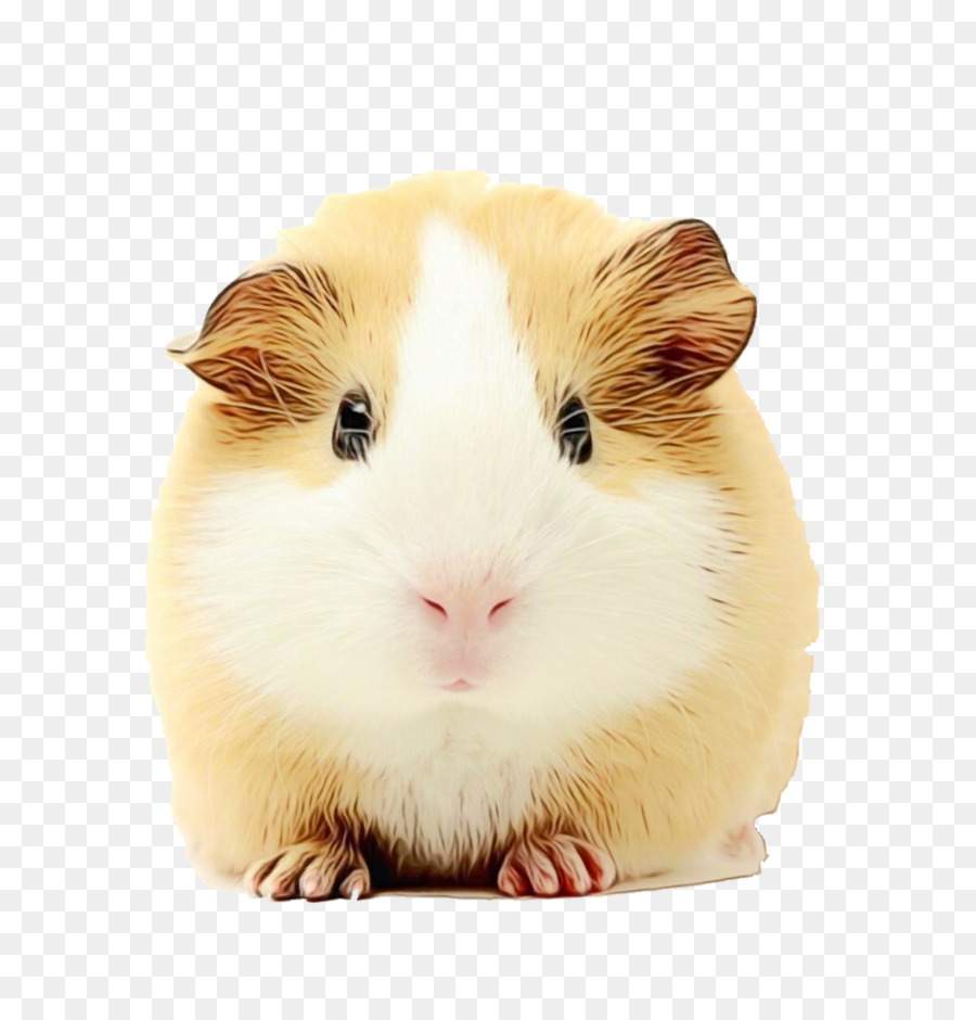 Conejillo De Indias，Mascota PNG