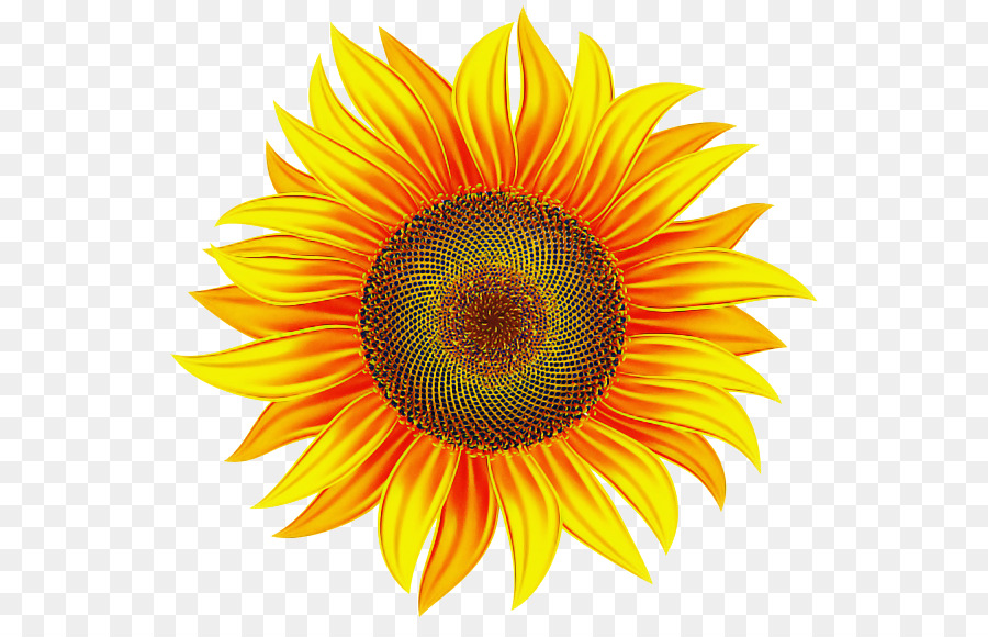 Girasol，Flor PNG