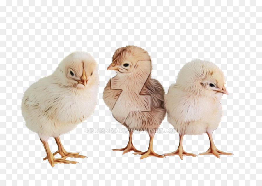 Aves，Pollo PNG