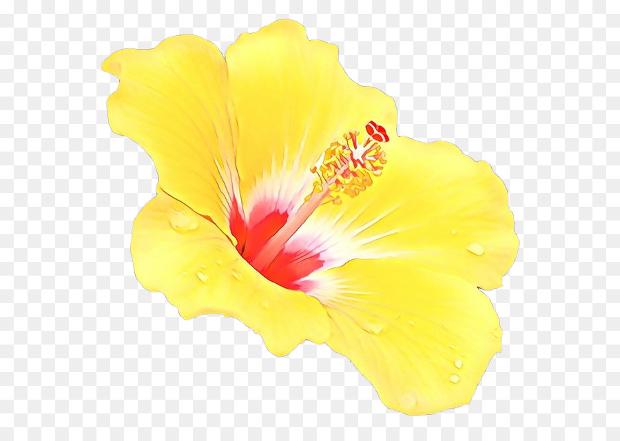 Hibisco，Flor PNG