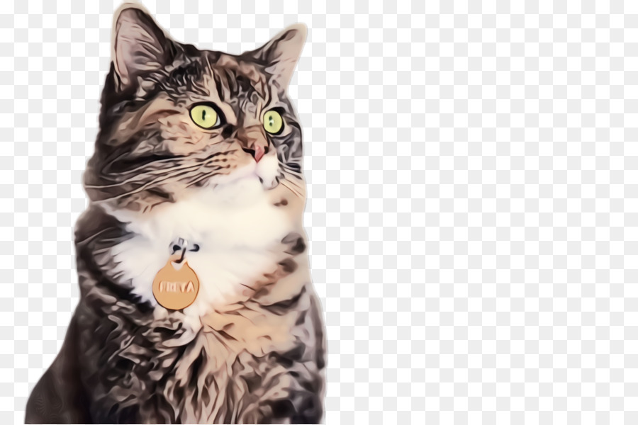 Gato，De Pequeñas A Medianas Gatos PNG