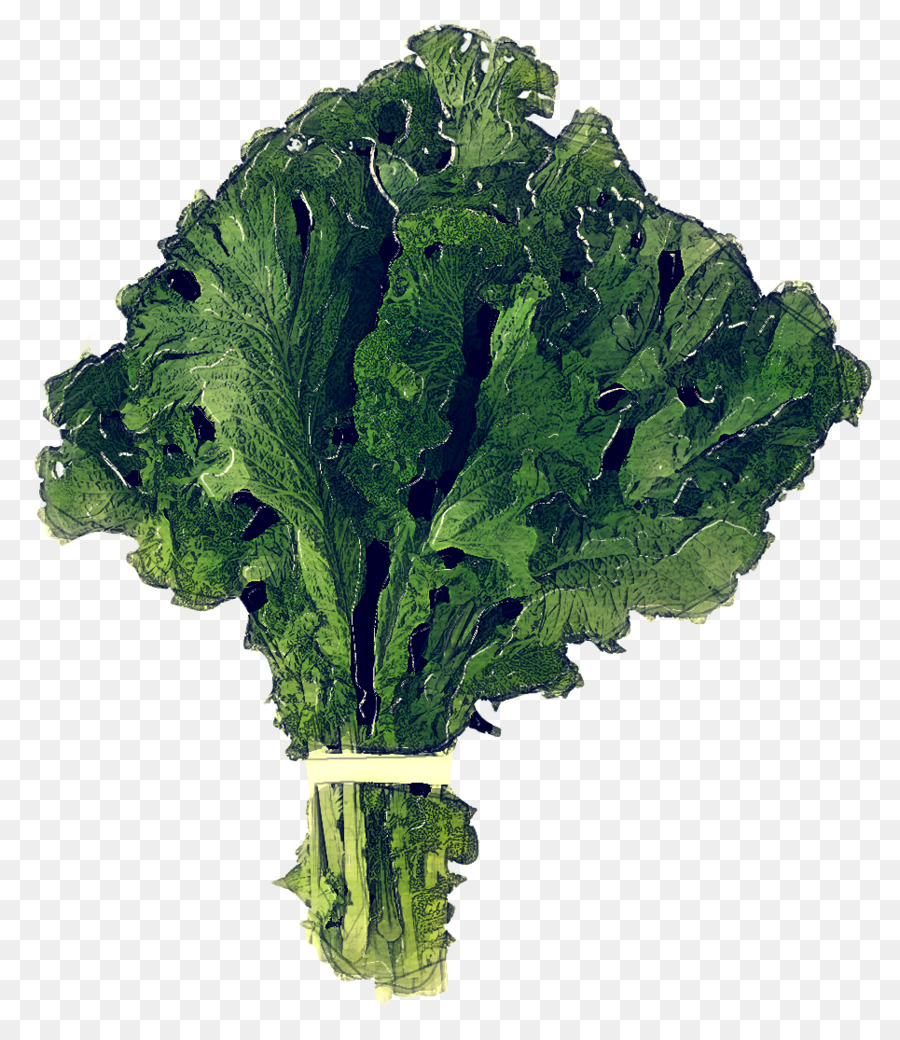 Hojas De Lechuga，Verde PNG