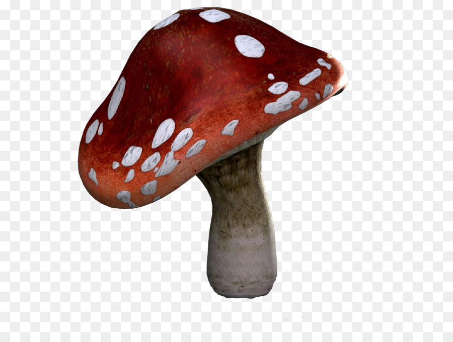 Seta，Agaric PNG