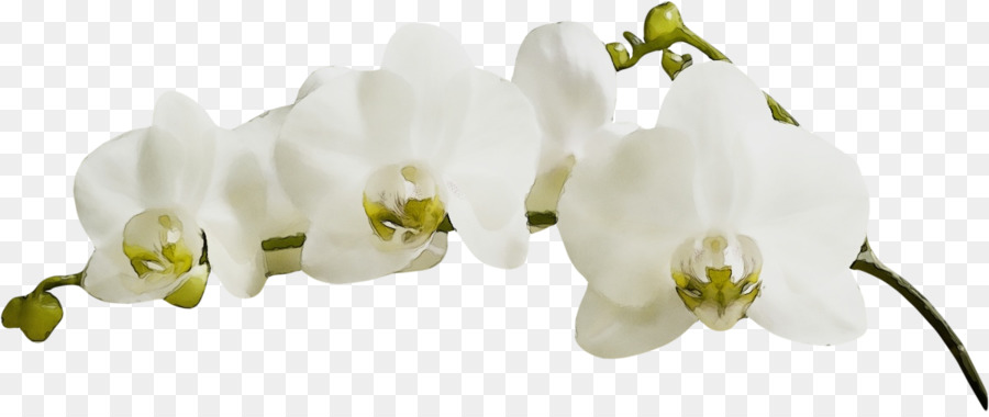 Blanco，Flor PNG