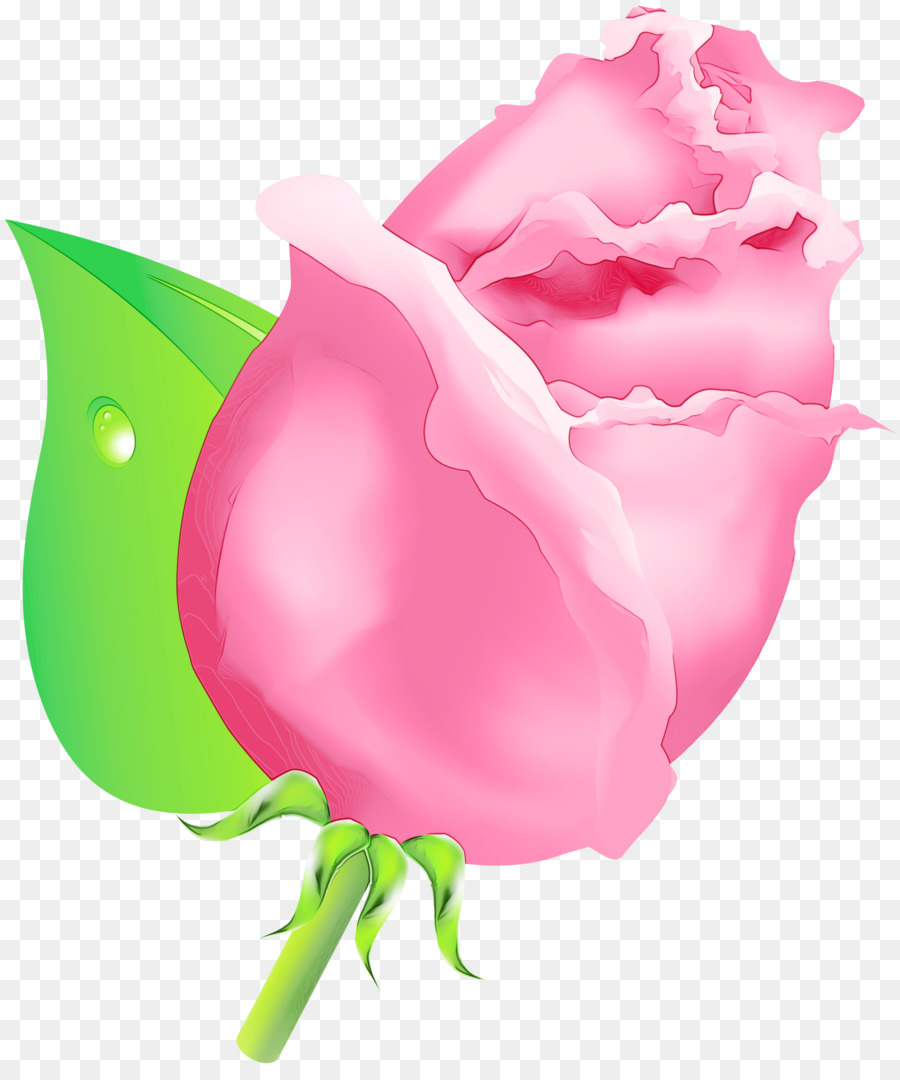 Rosa，Pétalo PNG