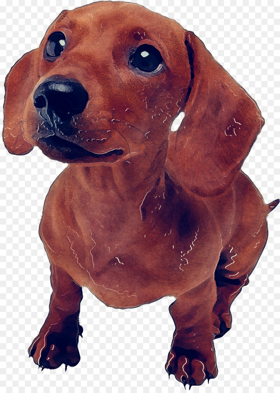 Perro Salchicha，Mascota PNG