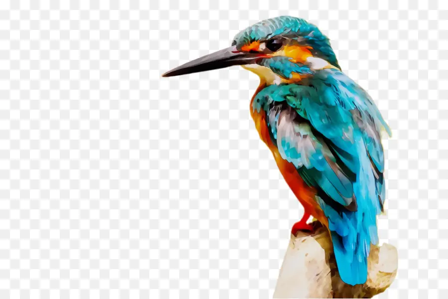 Aves，Pico PNG