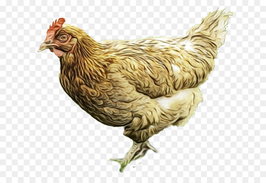 Pollo Blanco，Gallina PNG