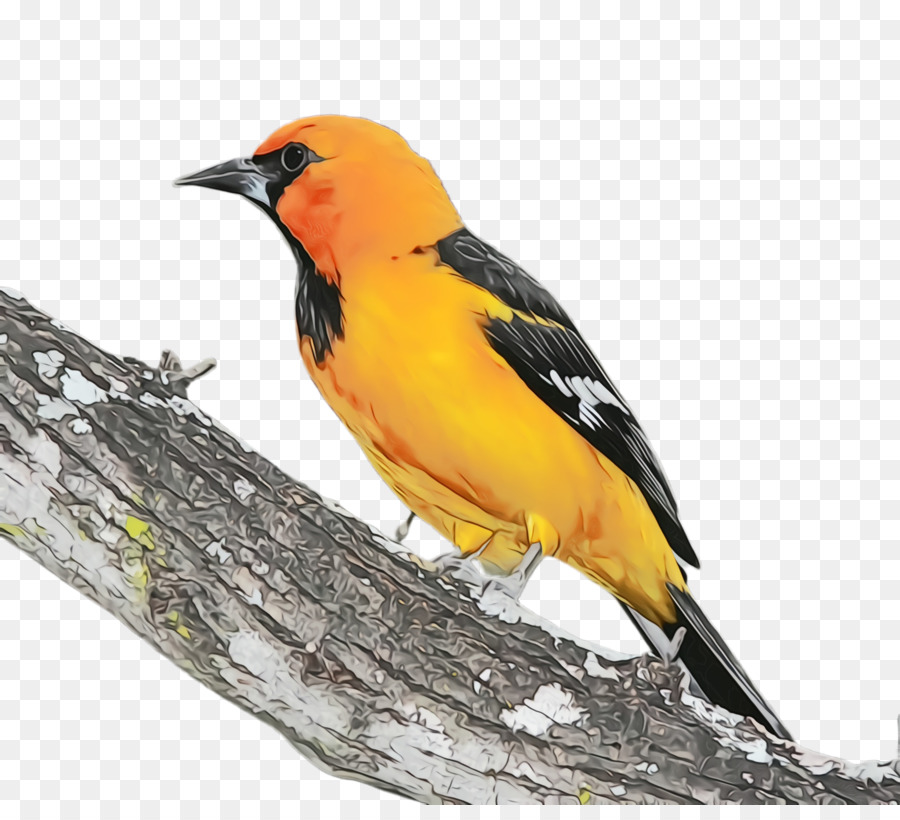 Aves，Pico PNG