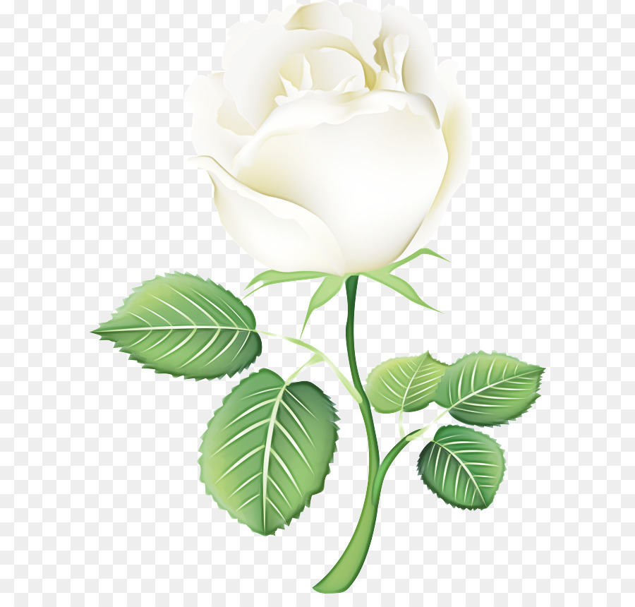 Rosa Blanca，Provenir PNG