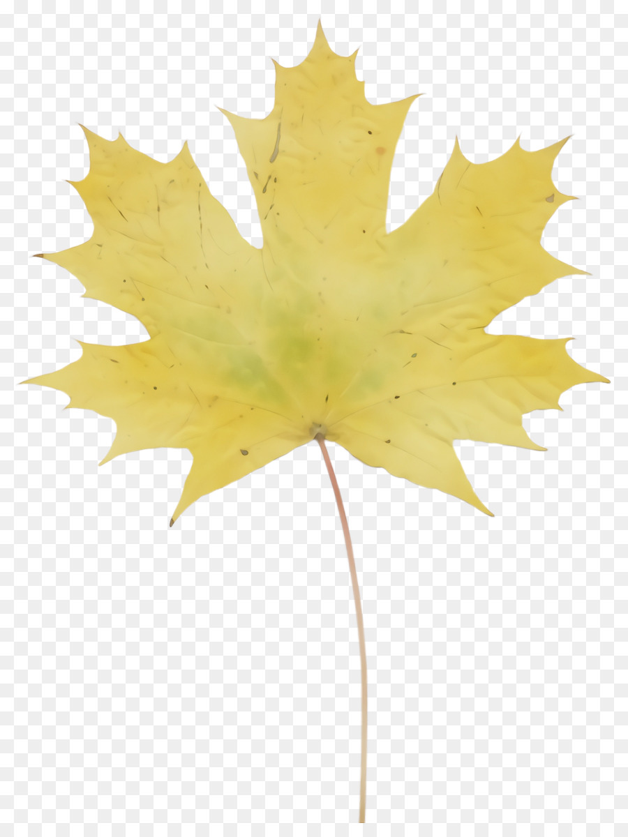 Hoja，árbol PNG