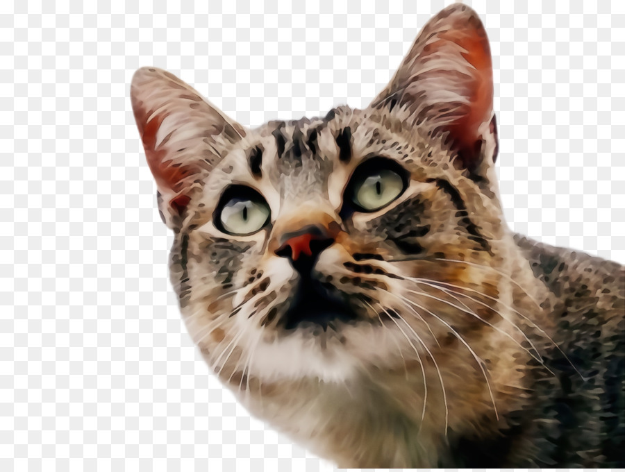 Gato，Mascota PNG