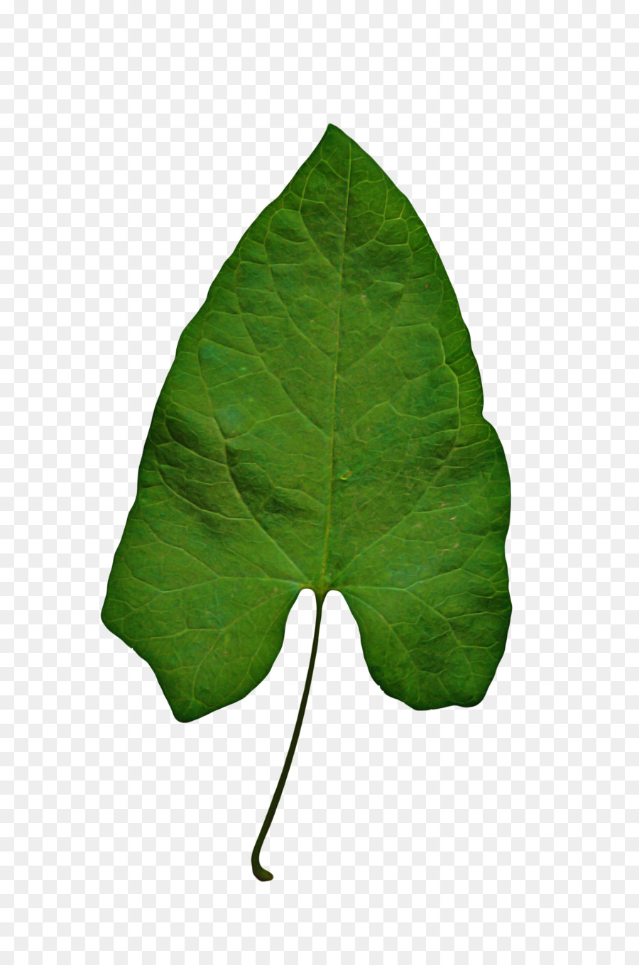 Hoja，Verde PNG