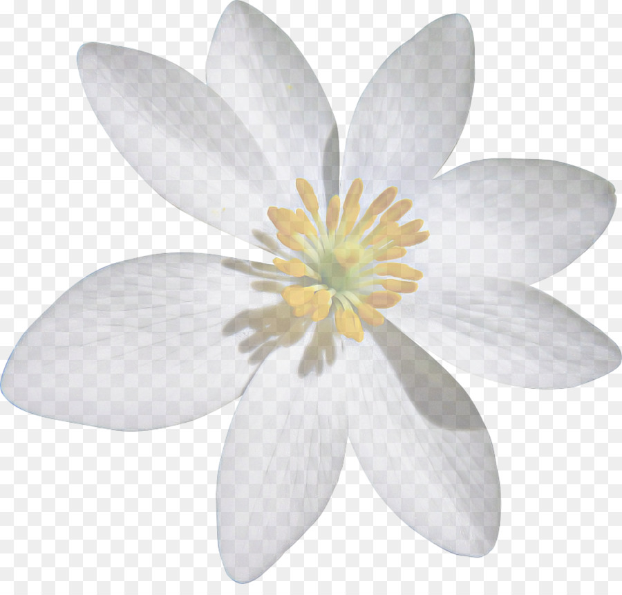 Pétalo，Blanco PNG