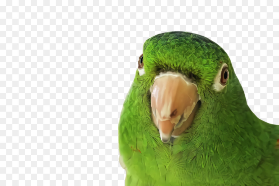 Aves，Pico PNG